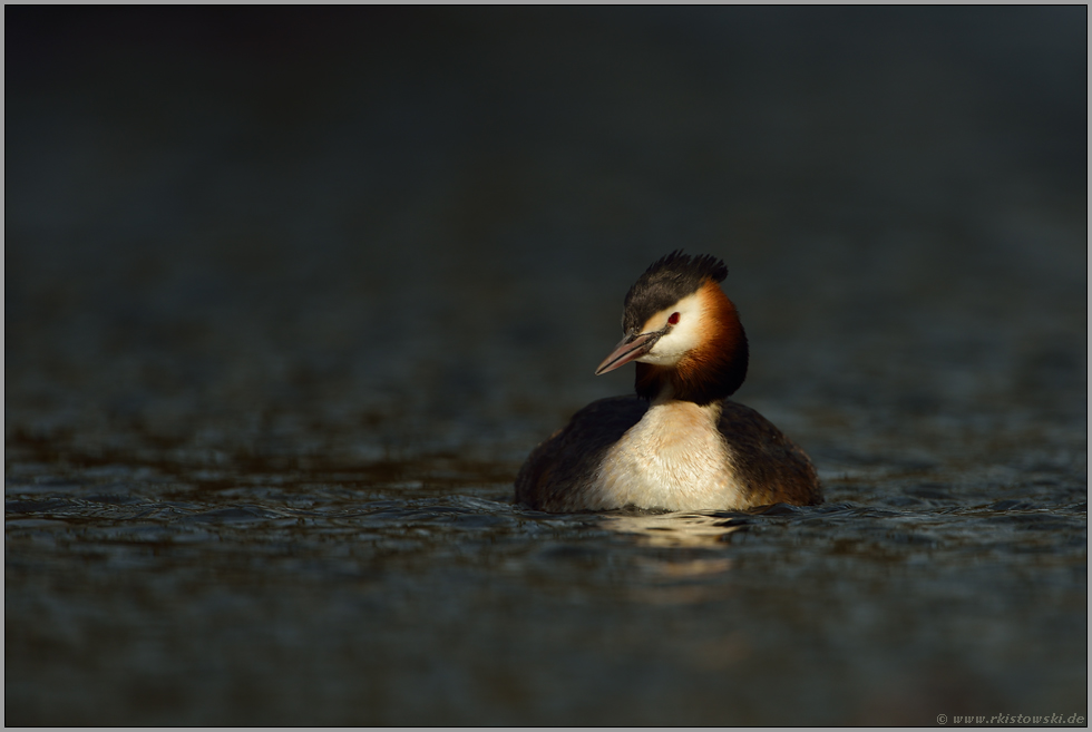 bei leichtem Wind... Haubentaucher *Podiceps cristatus*