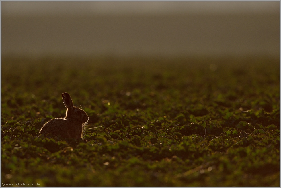 Unterbelichtung... Feldhase *Lepus europaeus*