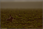 Unterbelichtung... Feldhase *Lepus europaeus*