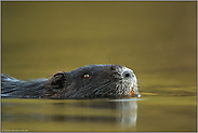 Alttier... Nutria *Myocastor coypus*