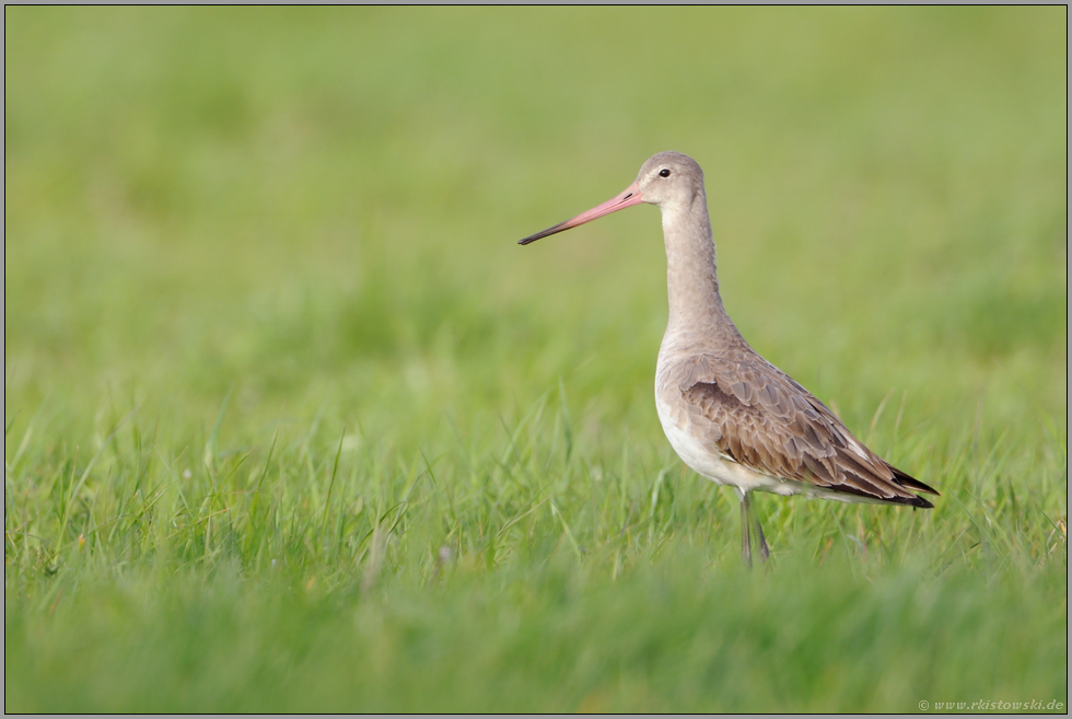 im hellen Kleid... Uferschnepfe *Limosa limosa*