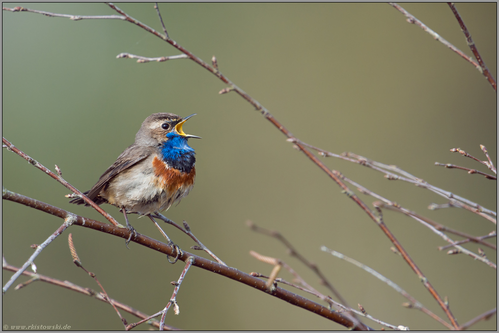 aus voller Brust... Blaukehlchen *Luscinia svecica*