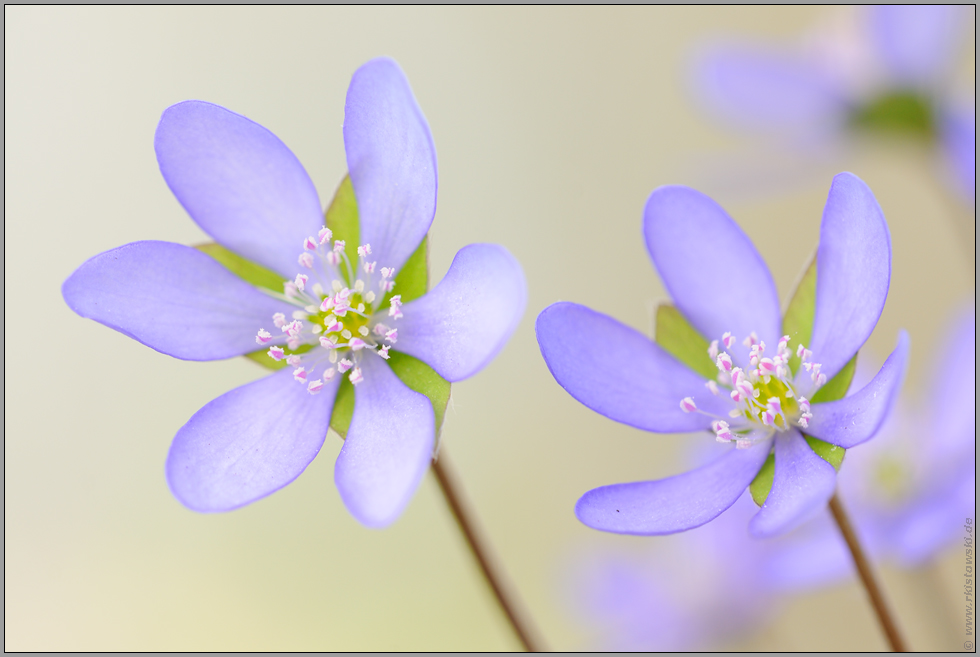 zur Blütezeit... Leberblümchen *Anemone hepatica*