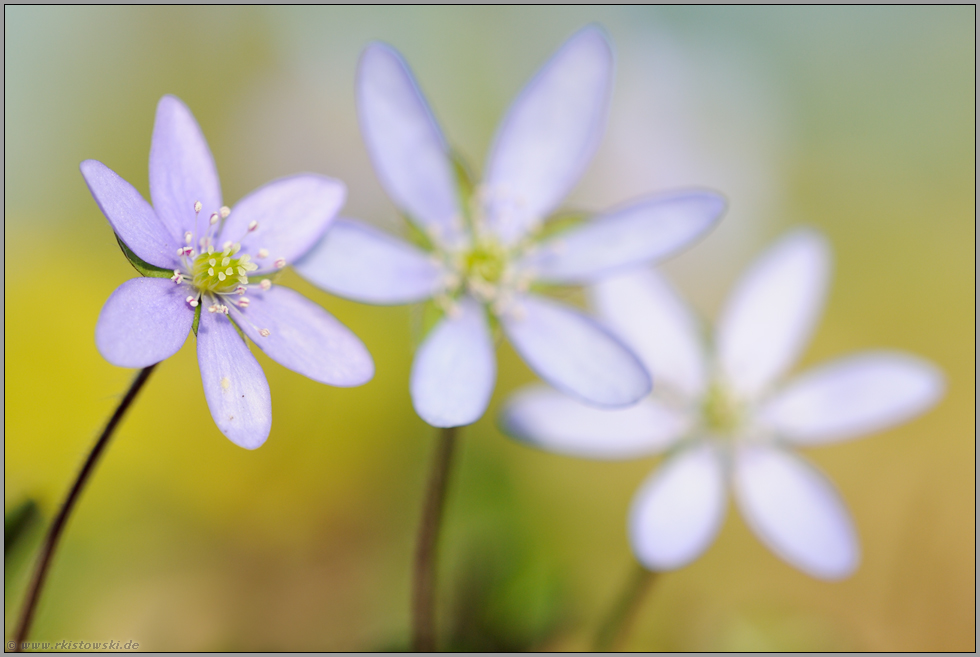 Staffelung... Leberblümchen *Anemone hepatica*