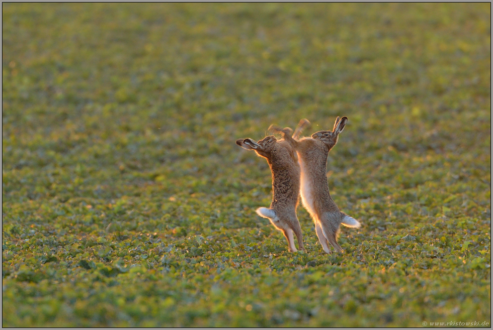 das Duell... Feldhasen *Lepus europaeus*