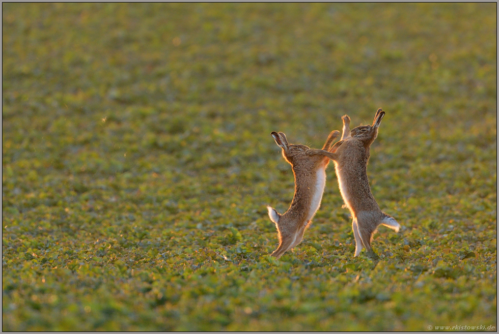 Fetzen fliegen... Feldhasen *Lepus europaeus*