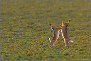 Fetzen fliegen... Feldhasen *Lepus europaeus*