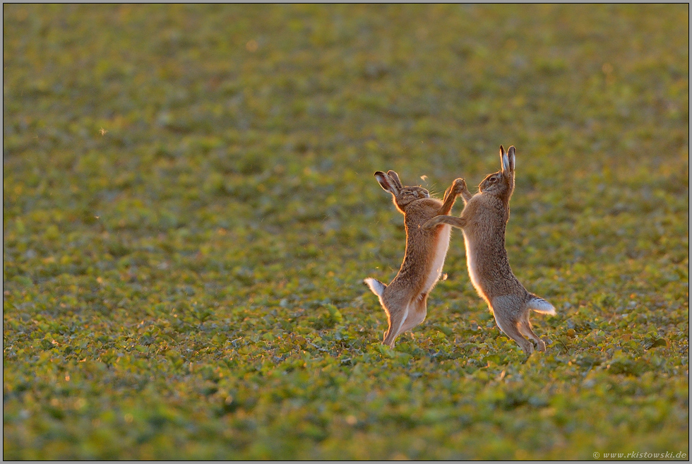 Kraftprobe... Feldhasen *Lepus europaeus*