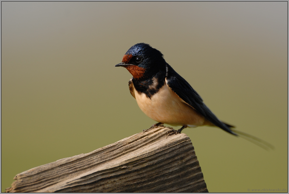 Zugvögel... Rauchschwalbe *Hirundo rustica*