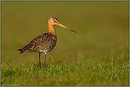 im Abendlicht... Uferschnepfe *Limosa limosa*