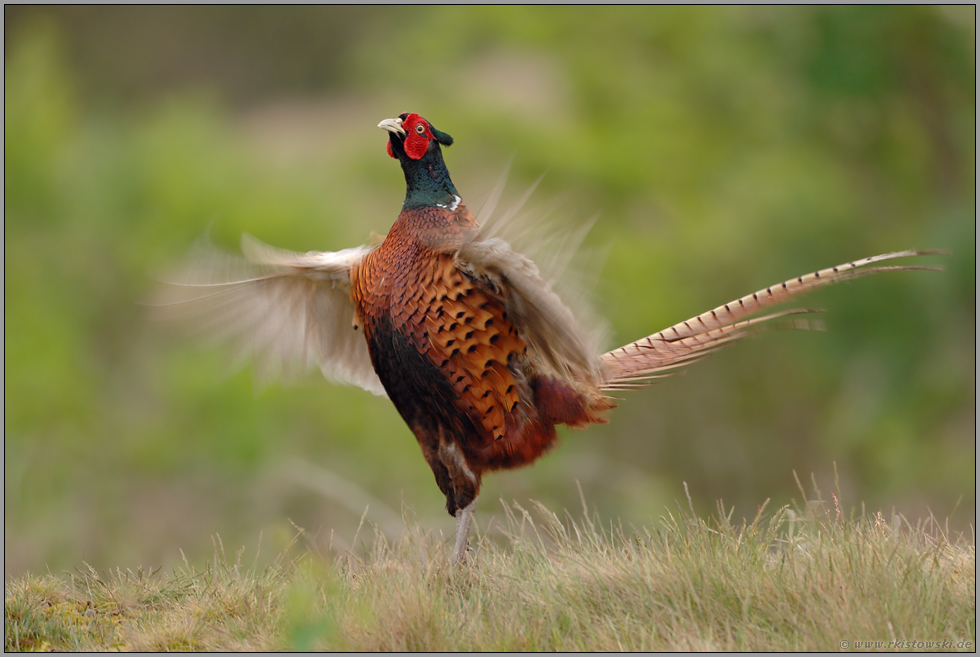 balzend... Jagdfasan *Phasianus colchicus*