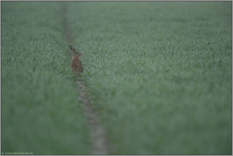 Orientierungsblick... Feldhase *Lepus europaeus*