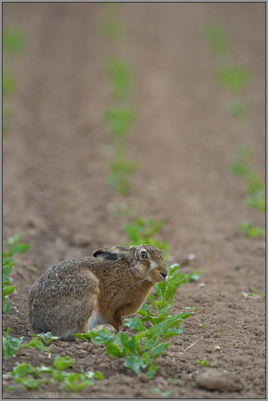 Erntehelfer... Feldhase *Lepus europaeus*