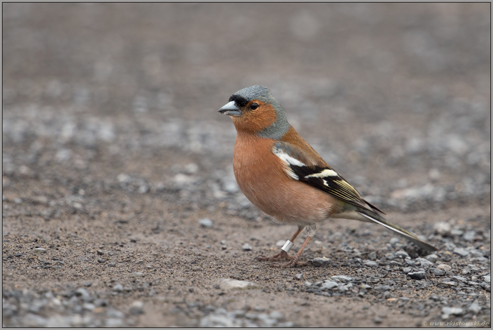 beringt... Buchfink *Fringilla coelebs*