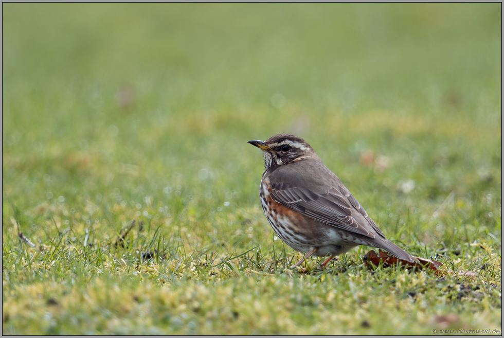 die kleinste Drossel... Rotdrossel *Turdus iliacus*