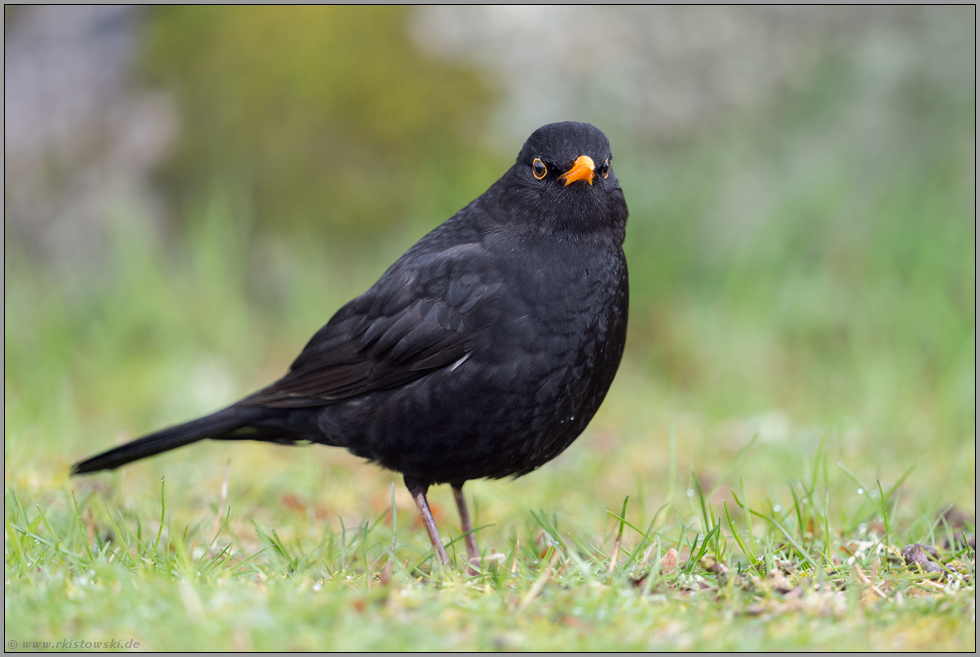 böse Blicke... Amsel *Turdus merula*