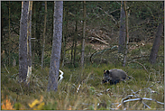 auf der Brache... Wildschwein *Sus scrofa*