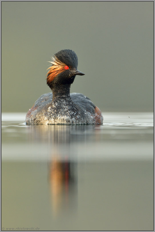 im späten Licht... Schwarzhalstaucher *Podiceps nigricollis*