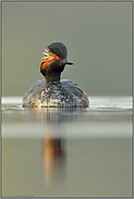 im späten Licht... Schwarzhalstaucher *Podiceps nigricollis*