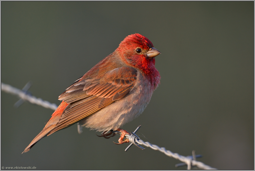 Farbtupfer... Karmingimpel *Carpodacus erythrinus*