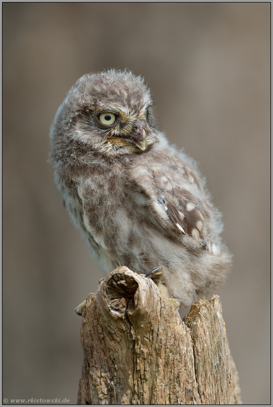 rufend... Steinkauz *Athene noctua*, Ästling