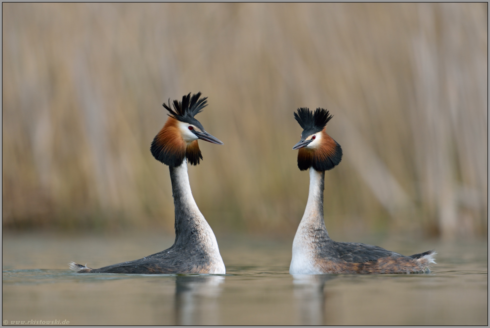 Haubentaucherbalz... Haubentaucher *Podiceps cristatus*