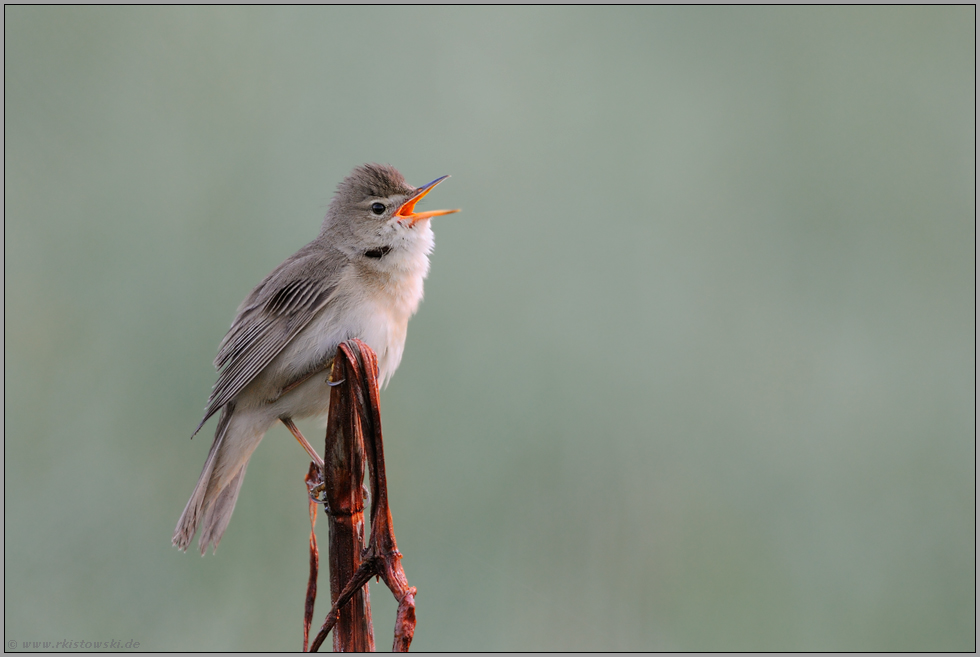 Meistersänger... Sumpfrohrsänger *Acrocephalus palustris*