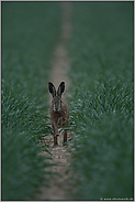 vor Sonnenaufgang... Feldhase *Lepus europaeus*