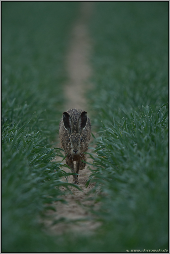 in der Spur... Feldhase *Lepus europaeus*