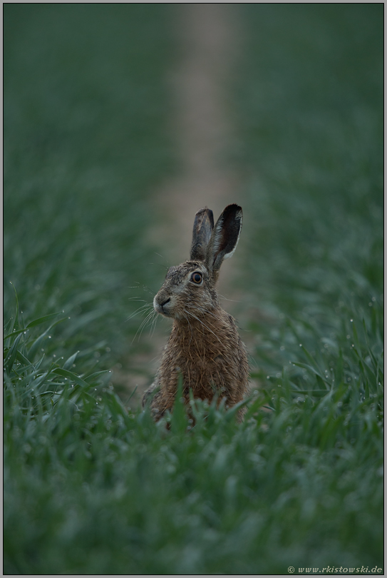 zögerlich... Feldhase *Lepus europaeus*