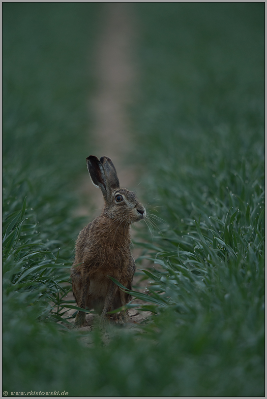 kritischer Blick... Feldhase *Lepus europaeus*