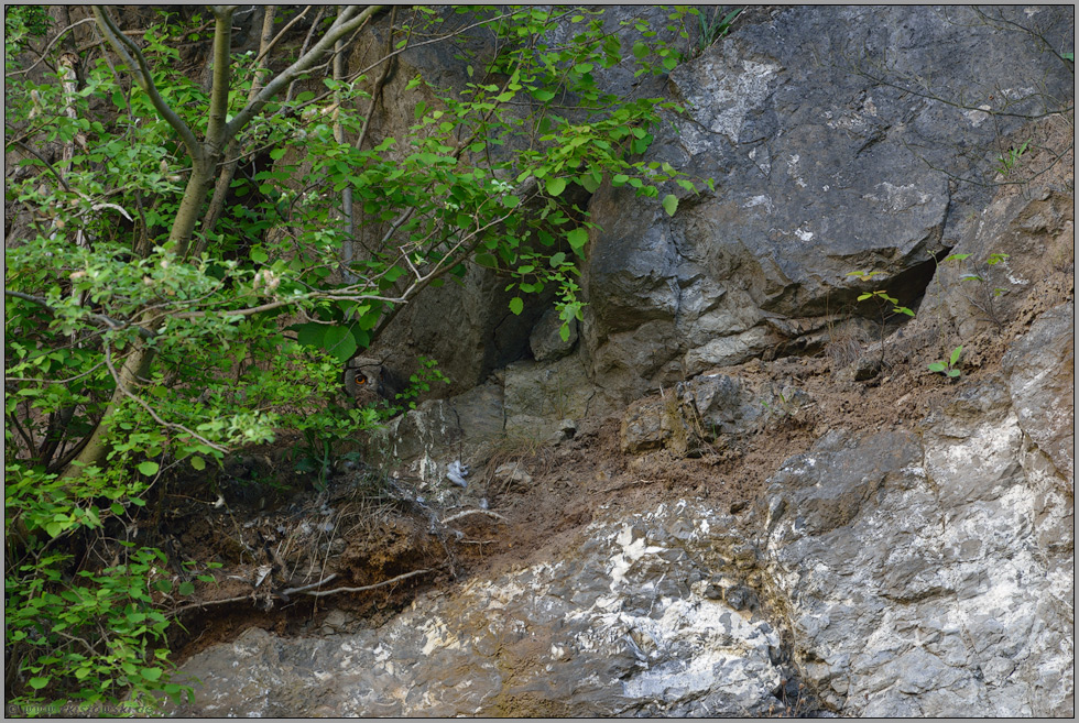 an der Bruthöhle... Europäischer Uhu *Bubo bubo*