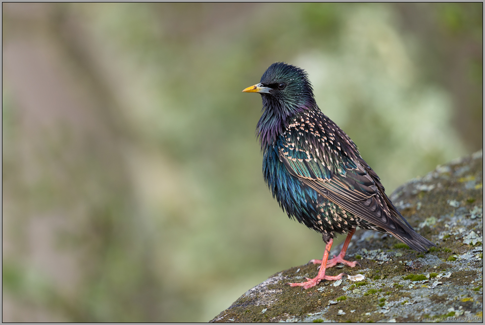 im schönsten Kleid... Star *Sturnus vulgaris*