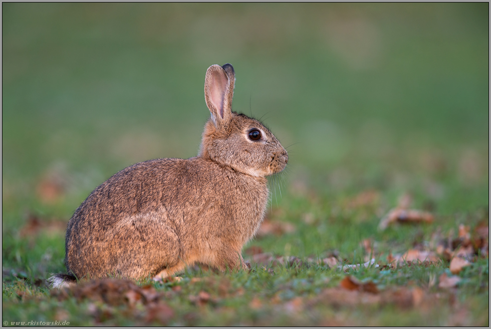 dämmerungsaktiv... Wildkaninchen *Oryctolagus cuniculus*