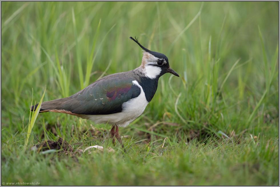 Bodenbrüter... Kiebitz *Vanellus vanellus*