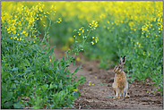 Rapsblüte... Feldhase * Lepus europaeus*