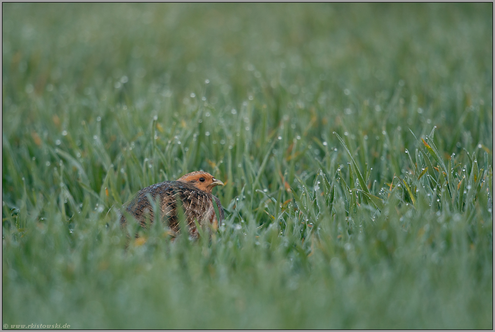 frühmorgens... Rebhuhn *Perdix perdix*