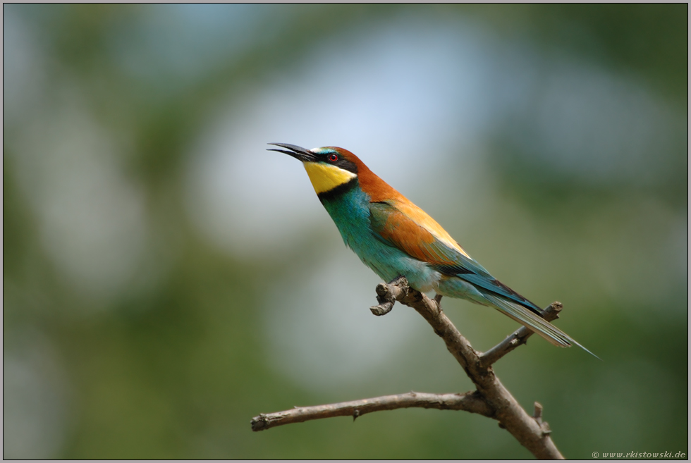 wunderschön... Bienenfresser *Merops apiaster*