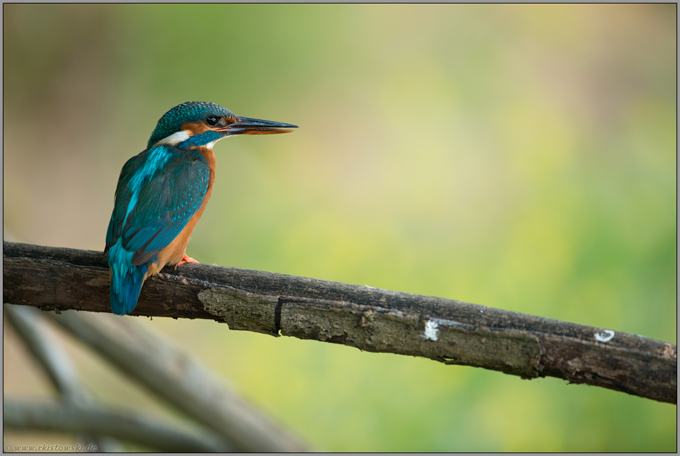 oranger Unterschnabel... Eisvogel *Alcedo atthis*