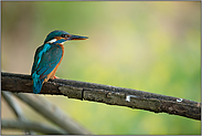 oranger Unterschnabel... Eisvogel *Alcedo atthis*