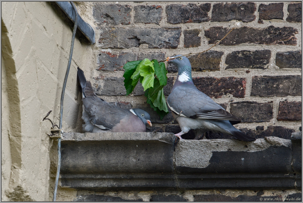 Brautgeschenke... Ringeltaube *Columba palumbus*