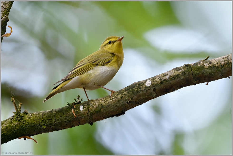 unter schwierigen Aufnahmebedingungen... Waldlaubsänger *Phylloscopus sibilatrix*