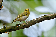 unter schwierigen Aufnahmebedingungen... Waldlaubsänger *Phylloscopus sibilatrix*