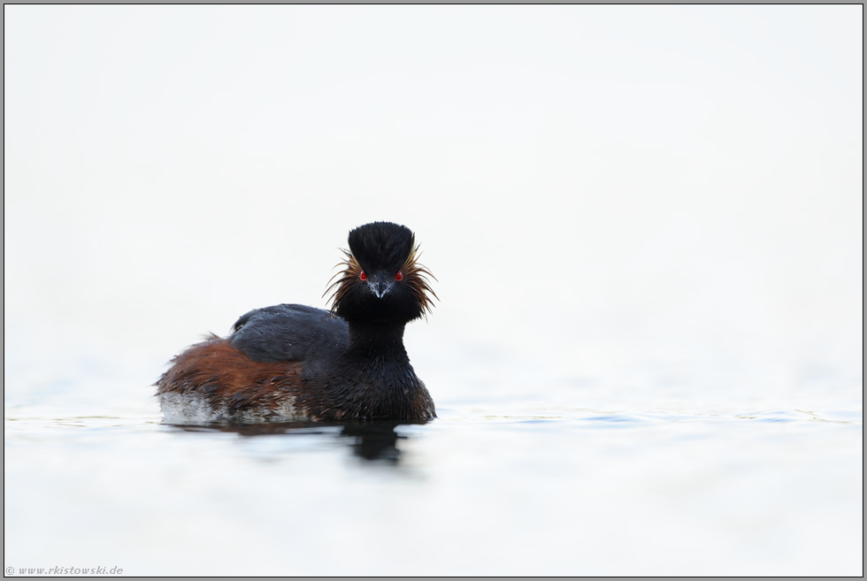 Blickkontakt... Schwarzhalstaucher *Podiceps nigricollis*