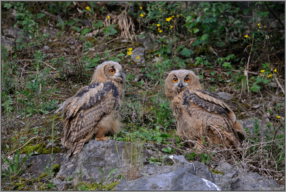 zwei Jungvögel... Uhuästlinge *Bubo bubo*