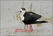 8 Beine... Stelzenläufer *Himantopus himantopus*