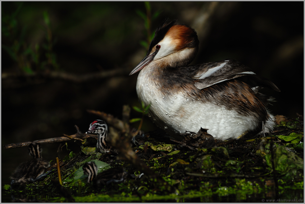 Nestflüchter... Haubentaucher *Podiceps cristatus*