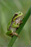 gelbgrün... Europäischer Laubfrosch *Hyla arborea*