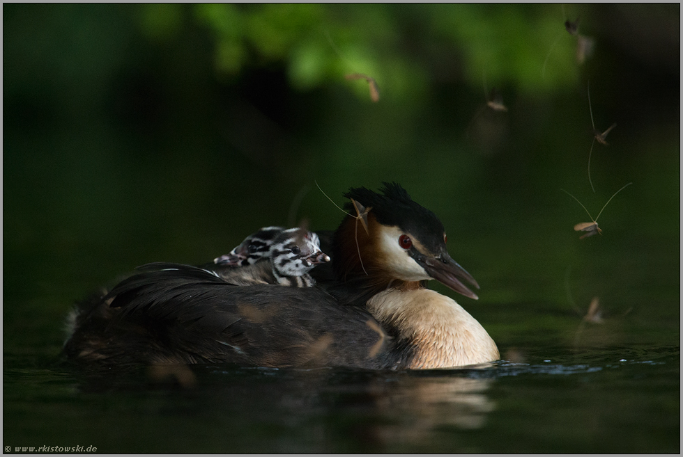 Schlaraffenland... Haubentaucher *Podiceps cristatus*