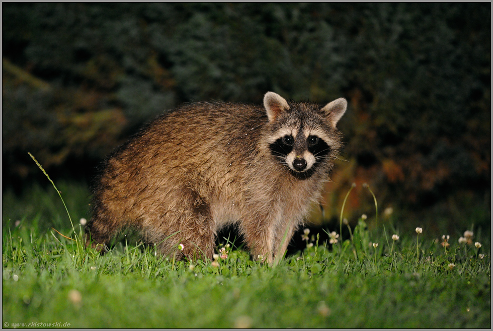 nächtliche Begegnung... Waschbär *Procyon lotor*